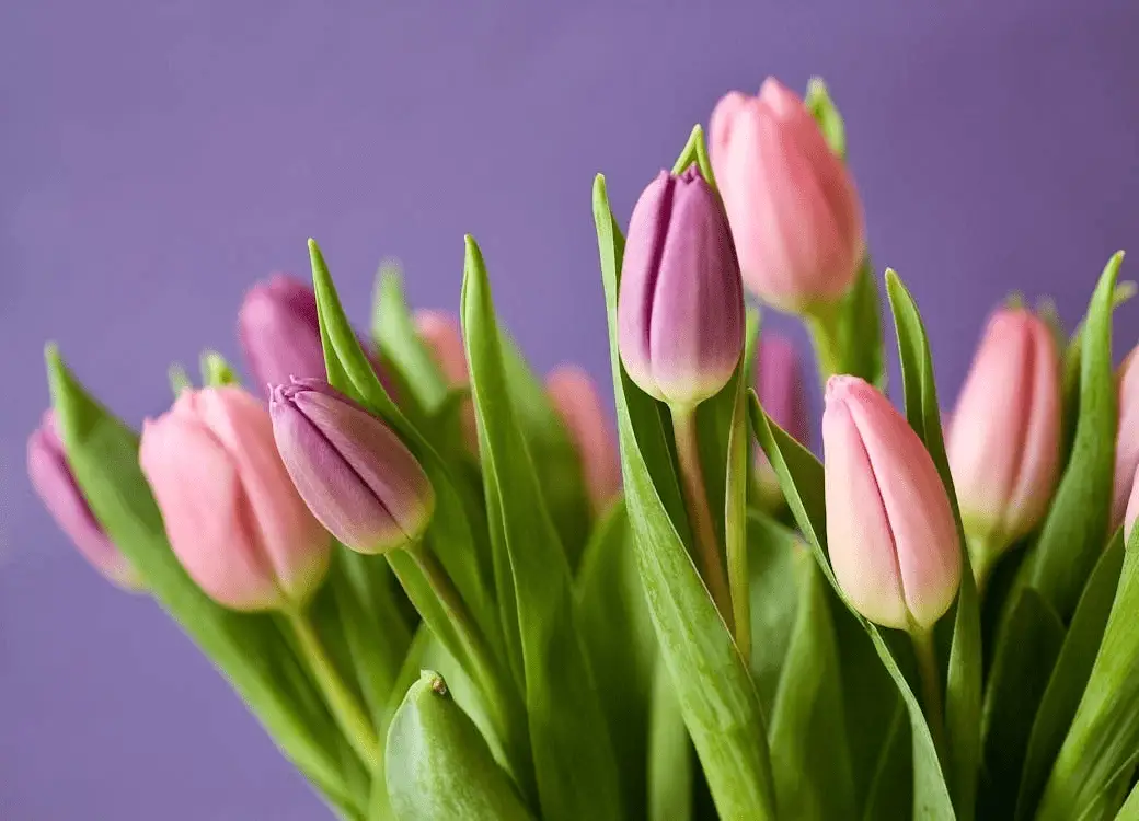 Pink and purple tulips