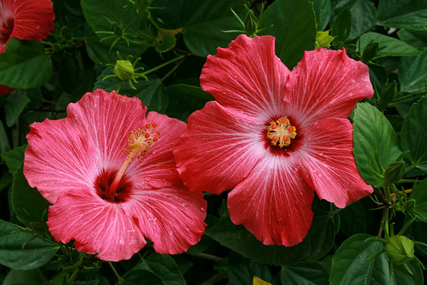 a pair of hibiscus among green leaves
