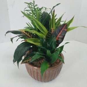 Medium size dish garden