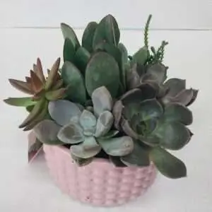 Succulent Plants