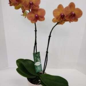 According color available orchid plant