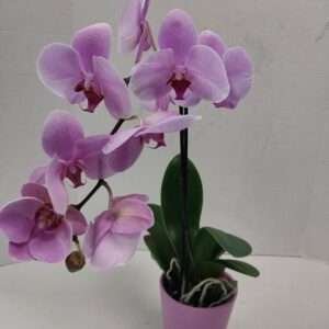 Purple Orchid Plant