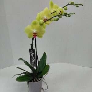 Yellow orchid plant