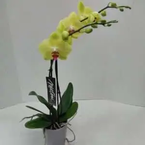 Yellow orchid plant