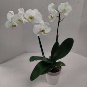 White orchid plant