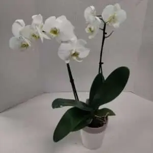 White orchid plant