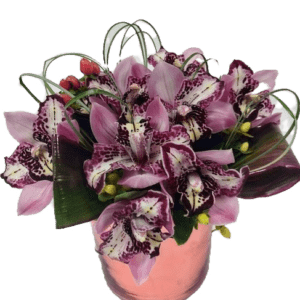 Cymbidium Orchids.