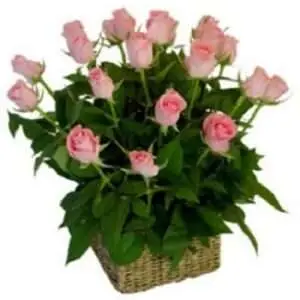 18 Roses.