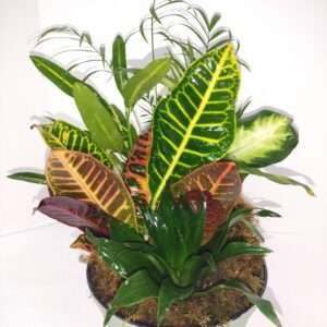 Green plants dish garden