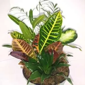 Green plants dish garden