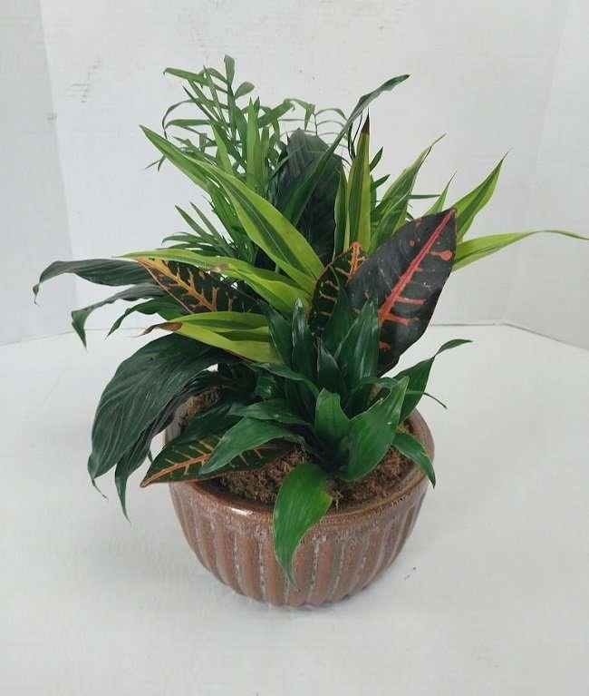 Medium size dish garden