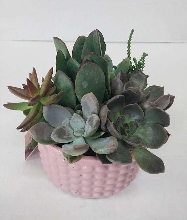 Succulent Plants