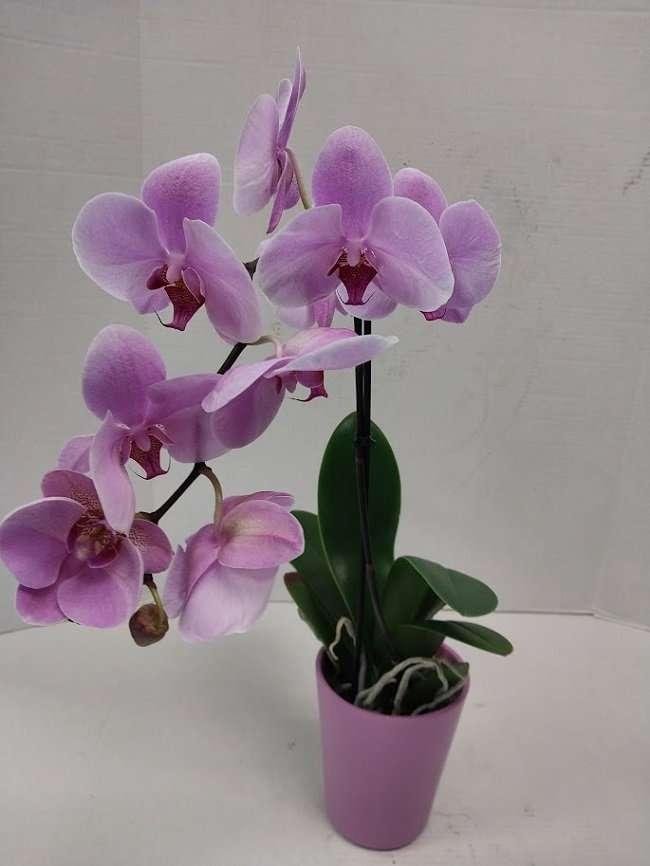 Purple Orchid Plant
