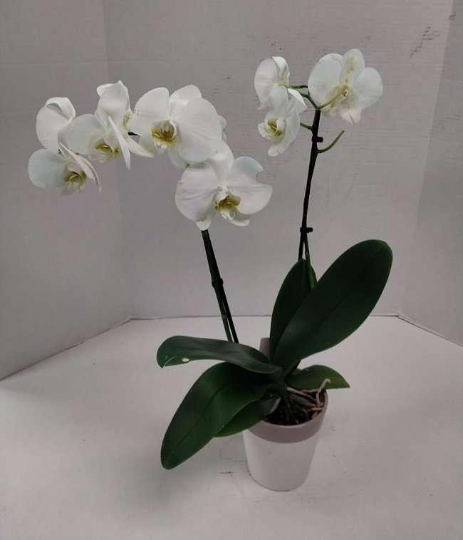 White orchid plant